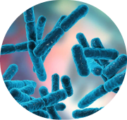 Bifidobacterium longum