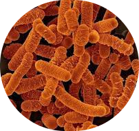 Lactobacillus salivarius